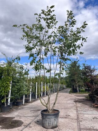 Europese hopbeuk, Ostrya Carpinifolia, meerstammig, ca. 3.5-4 m hoog