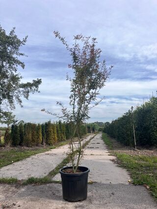 4x Japanse esdoorn, Acer Pal. ‘Jerre Schwartz’, sierheester, rode herf