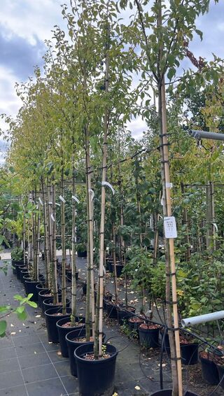 5x Pruimenboom, Prunus ‘Hauszwetsche’, fruitgaardboom, vruchtdragend,