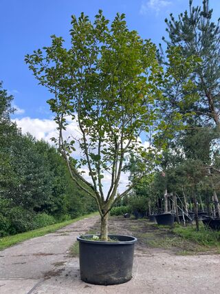 Beverboom, Magnolia ‘Galaxy’, meerstammig, roze bloei, ca. 350-400 cm