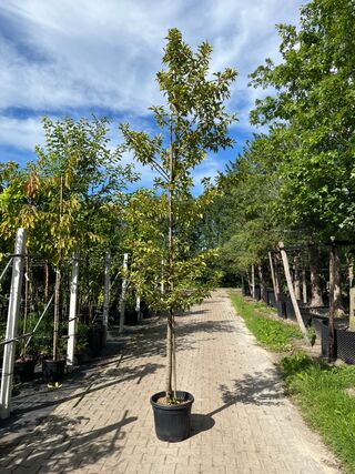 3x Portugese laurier, Prunus ‘Brenelia’, hoogstam, wintergroen, ca. 3-