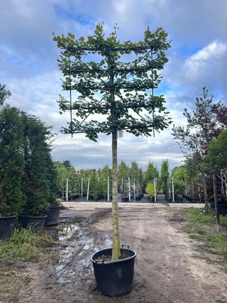Koningslinde, Tilia ‘Pallida’, leiboom, ca. 200cm stamhoogte