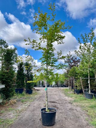 Beuk, Fagus Sylvatica, hoogstam, groenbladig, ca. 5 m hoog