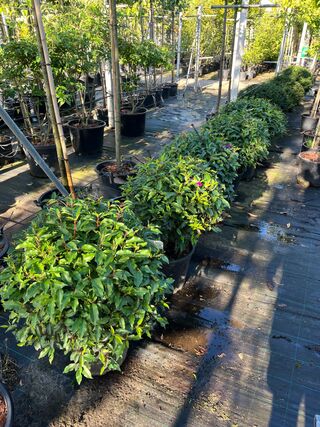 5x Portugese laurier, Prunus ‘Angustifolia’, bolvorm, wintergroen, ca.