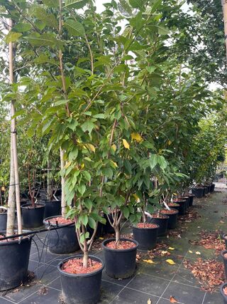 4x Japanse sierkers, Prunus ‘Kanzan’, meerstammig, dieproze bloei, ca.
