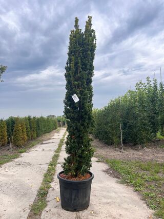 3x Venijnboom, Taxus ‘Fastigiata Aurea’, zuilvorm, wintergroen, ca. 20