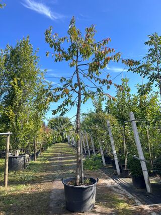 Kersenboom, Prunus ‘Kordia’, fruitgaardboom, vruchtdragend, ca. 3-3.5