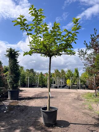 Witte moerbei, Morus ‘Fruitless’, dakboom, ca. 200 cm stamhoogte