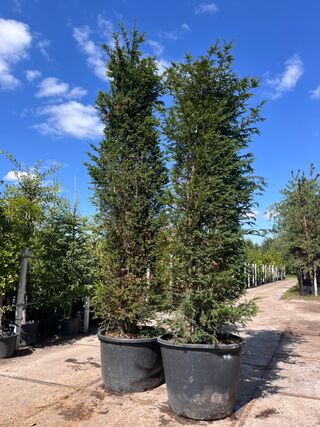 4x Venijnboom, Taxus Baccata, haagplant, wintergroen, ca. 400-450 cm h