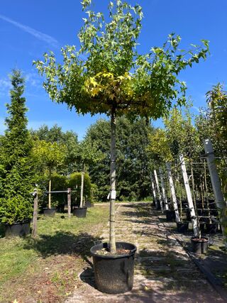 2x Amberboom, Liquidambar ‘Worplesdon’, dakboom, herfstverkleuring, ca