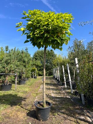 Trompetboom, Catalpa ‘Nana’, bolboom, ca. 200 cm stamhoogte