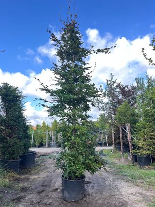 2x Rode beuk, Fagus ‘Atropunicea’, zuilvorm, roodbladig, ca. 5 m hoog