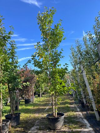 2x Japanse sierkers, Prunus ‘Amanogawa’, meerstammig, roze bloei, ca.