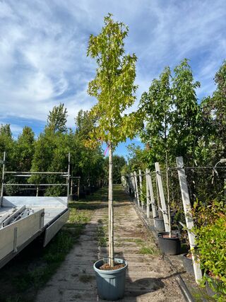 3x Amberboom, Liquidambar ‘Worplesdon’, hoogstam, herfstverkleuring, c