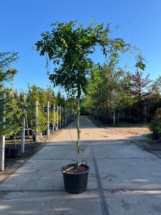 3x Blauweregen, Wisteria ‘Prolific’, dakvorm, blauwe bloei, ca. 2.5 m