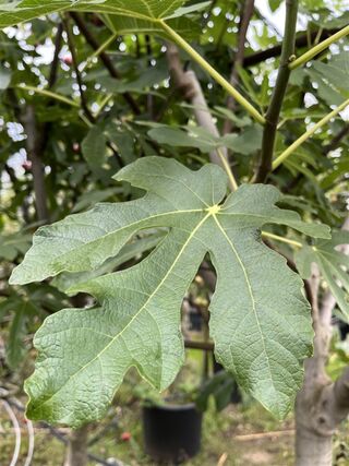 5x Vruchtboom, Pyrus ‘Comice’, E.a., halfstam, vruchtdragend, ca. 2.5-