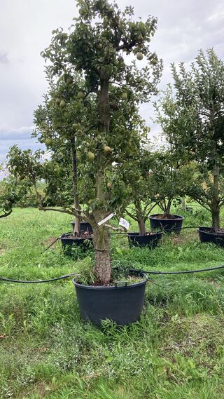 6x Perenboom, Pyrus ‘Conference’, karakterboom, vruchtdragend, ca. 3-3