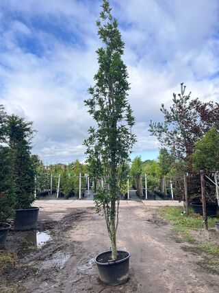 2x Moeraseik, Quercus Green Pillar, zuilboom, ca. 5 m hoog