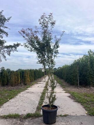 3x Japanse esdoorn, Acer Pal. ‘Jerre Schwartz’, sierheester, rode herf