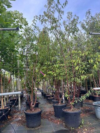 2x Tibetkers, Prunus Serrula, meerstammig, roodbruine stam, ca. 250-30