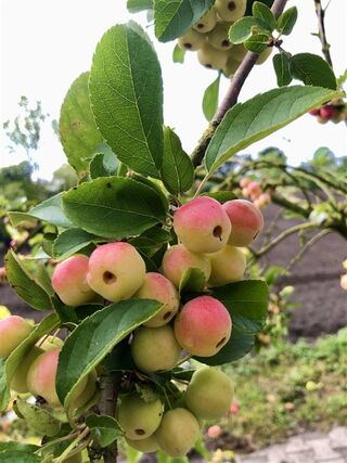 Sierappel, Malus ‘Red Sentinel’, bloesemboom, rode sierappeltjes, ca.