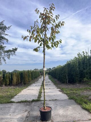 5x Kersenboom, Prunus ‘Kordia’, fruitgaardboom, vruchtdragend, ca. 3 m