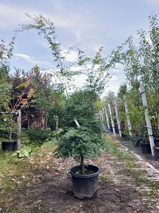 2x Japanse esdoorn, Acer Palmatum, meerstammig, rode herfstkleur, ca.