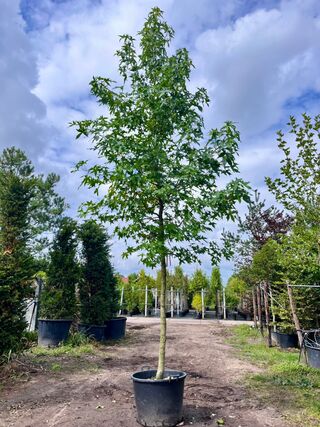 3x Amberboom, Liquidambar Styraciflua, hoogstam, herfstverkleuring, ca
