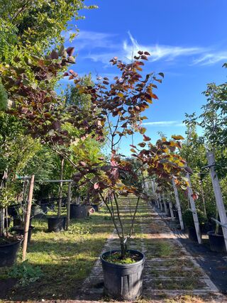 Judasboom, Cercis ‘Forest Pansy’, meerstammig, roze bloei, ca. 200-250