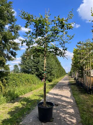 4x Beuk, Fagus Sylvatica, leiboom, ca. 180 cm stamhoogte