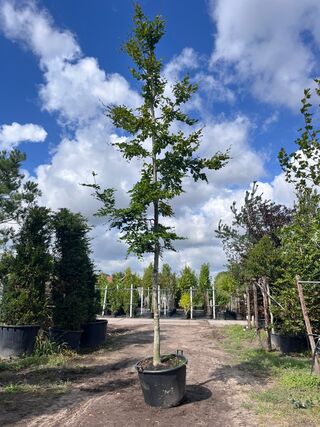 Beuk, Fagus Sylvatica, hoogstam, groenbladig, ca. 5-6 m hoog