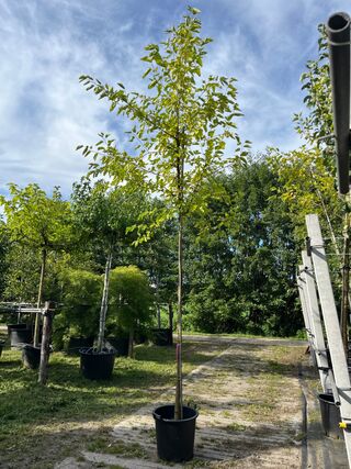 2x Witte moerbei, Morus ‘Fruitless’, hoogstam, ca. 3.5-4 m hoog