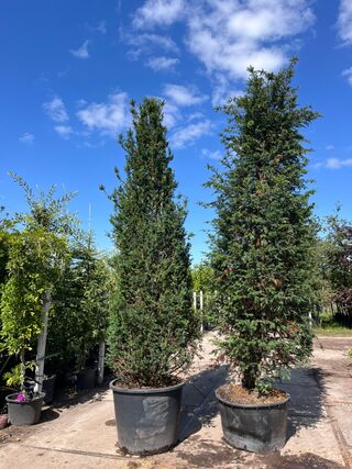 4x Venijnboom, Taxus Baccata, haagplant, wintergroen, ca. 400-450 cm h