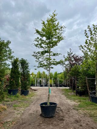 2x Beuk, Fagus Sylvatica, hoogstam, groenbladig, ca. 5-6 m hoog
