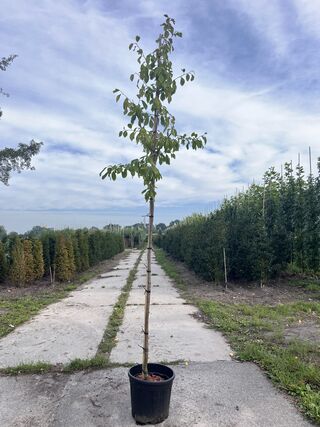 2x Kersenboom, Prunus ‘Victoria’, fruitgaardboom, vruchtdragend, ca. 3