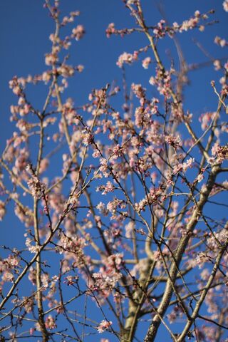 Japanse sierkers, Prunus ‘Autumnalis Rosea’, meerstammig, zachtroze bl