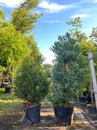 4x Portugese laurier, Prunus ‘Angustifolia’, haagplant, wintergroen, c