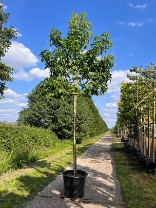 3x Amberboom, Liquidambar Styraciflua, leiboom, herfstverkleuring, ca.