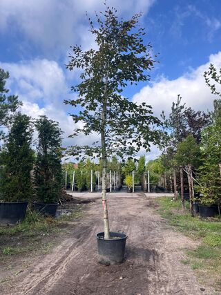 2x Rode beuk, Fagus ‘Atropunicea’, hoogstam, roodbladig, ca. 5-6 m hoo