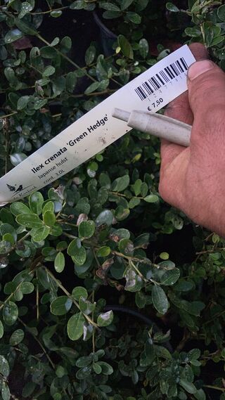 Ca. 70x Japanse hulst, Ilex ‘Green Hedge’, haagplant, wintergroen, ca.