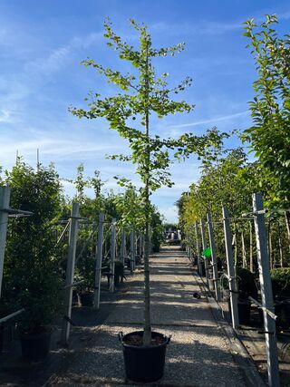 3x Japanse notenboom, Ginkgo Biloba, loofboom, gele herfstkleur, ca. 3