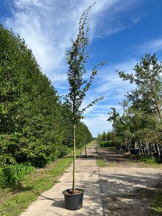 2x Perzisch ijzerhout, Parrotia Persica, hoogstam, rode herfstkleur, c