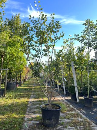 Judasboom, Cercis Canadensis, meerstammig, roze bloei, ca. 225-250 cm