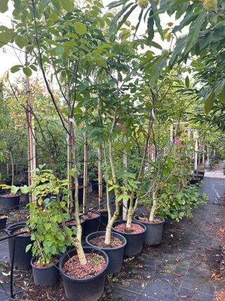 5x Walnotenboom, Juglans Regia, vruchtboom, vruchtdragend, ca. 175-225