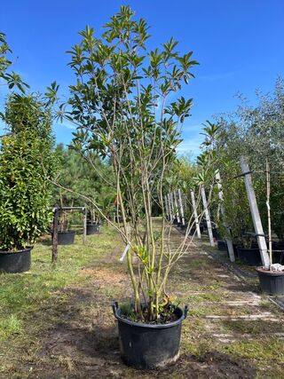 2x Glansmispel, Photinia ‘Crunchy’, meerstammig, wintergroen, ca. 250-