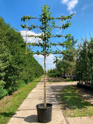 4x Koningslinde, Tilia ‘Pallida’, leiboom, ca. 200 cm stamhoogte