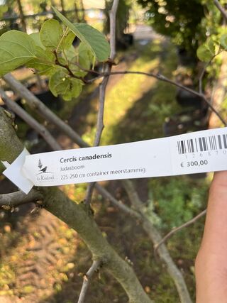Judasboom, Cercis Canadensis, meerstammig, roze bloei, ca. 225-250 cm