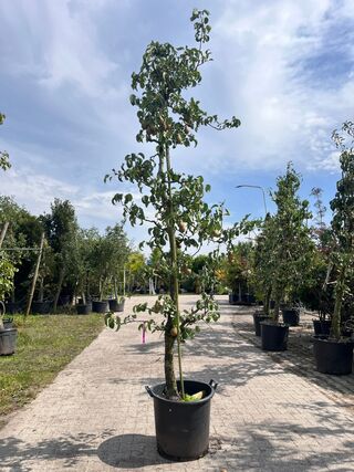 5x Perenboom, Pyrus ‘Conference’, E.a., fruitgaardboom, vruchtdragend,