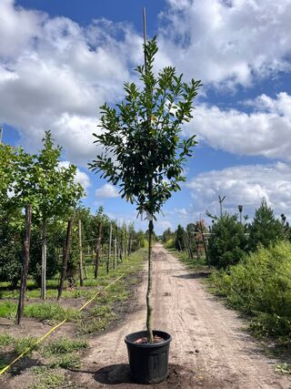 2x Laurierkers, Prunus ‘Novita’, leigeschikt, wintergroen, ca. 4 m hoo