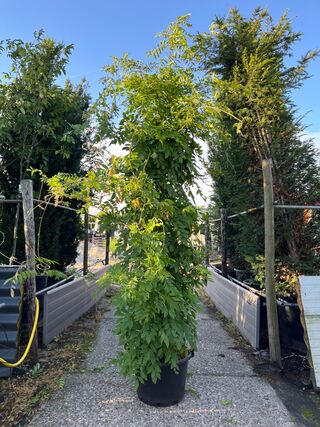 2x Blauweregen, Wisteria ‘Prolific’, zuilvorm, blauwe bloei, ca. 2.5 m